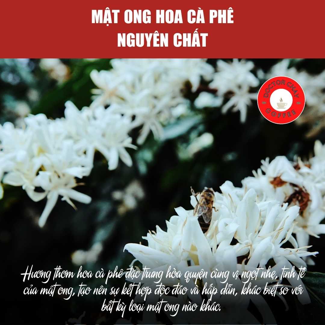 anh-thu-vien-mat-ong-hoa-ca-phe-nguyen-chat-doctor-chay-coffee-3-1