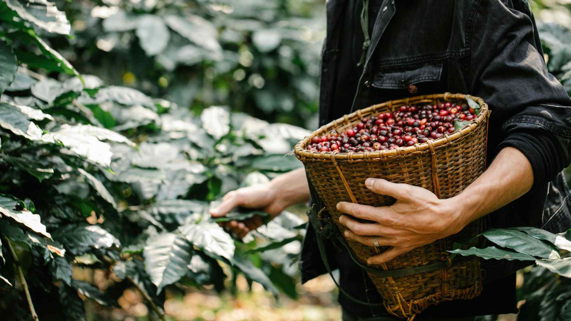 Địa chỉ cung cấp cà phê hạt rang xay nguyên chất