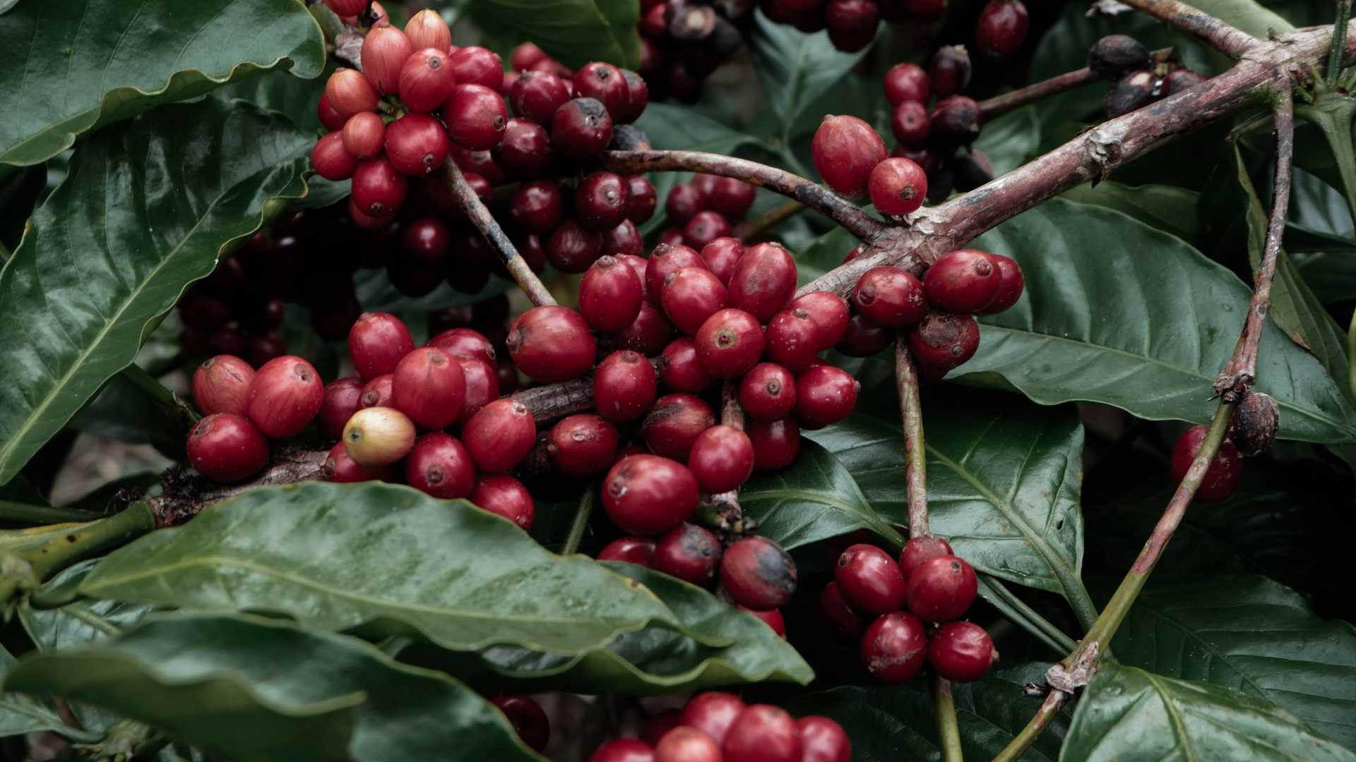 Cà phê Robusta ở Việt Nam