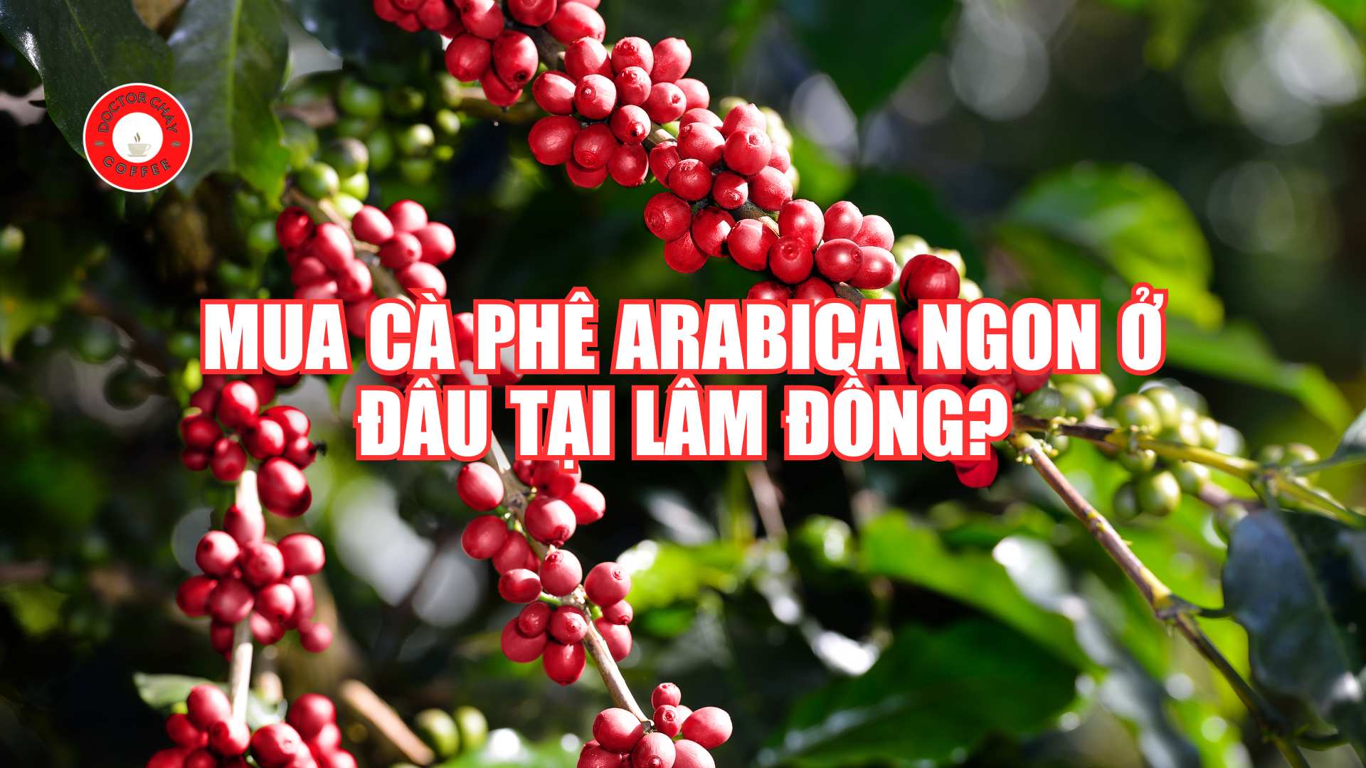 Mua cà phê arabica ngon ở đâu tại Lâm Đồng?