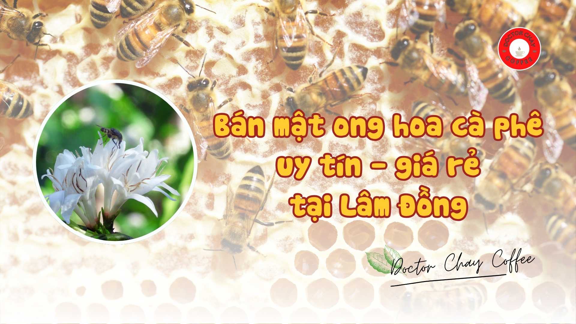 Bán mật ong hoa cà phê uy tín - giá rẻ tại Lâm Đồng