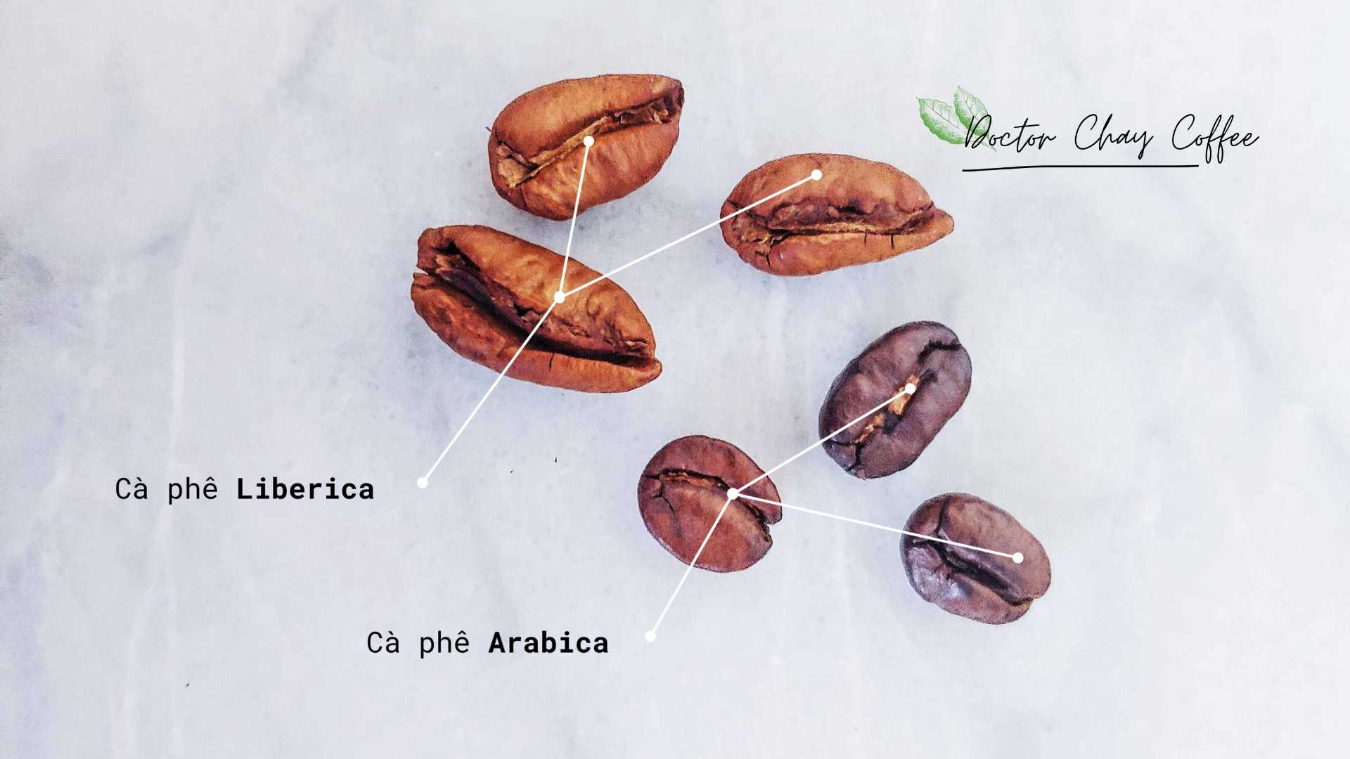 Hạt cà phê Liberica & Cà phê Arabica