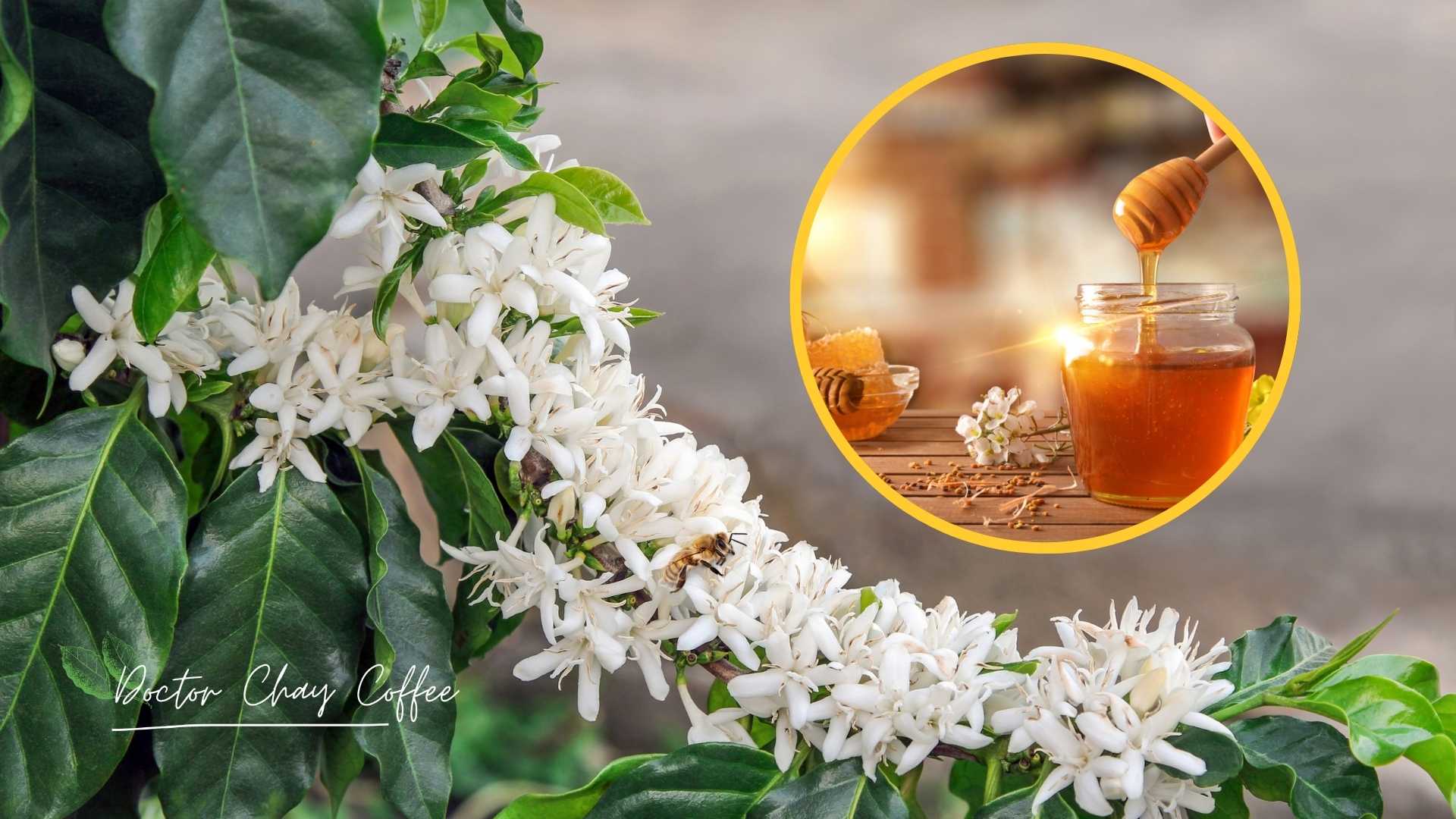 Cách nhận biết mật ong hoa cà phê