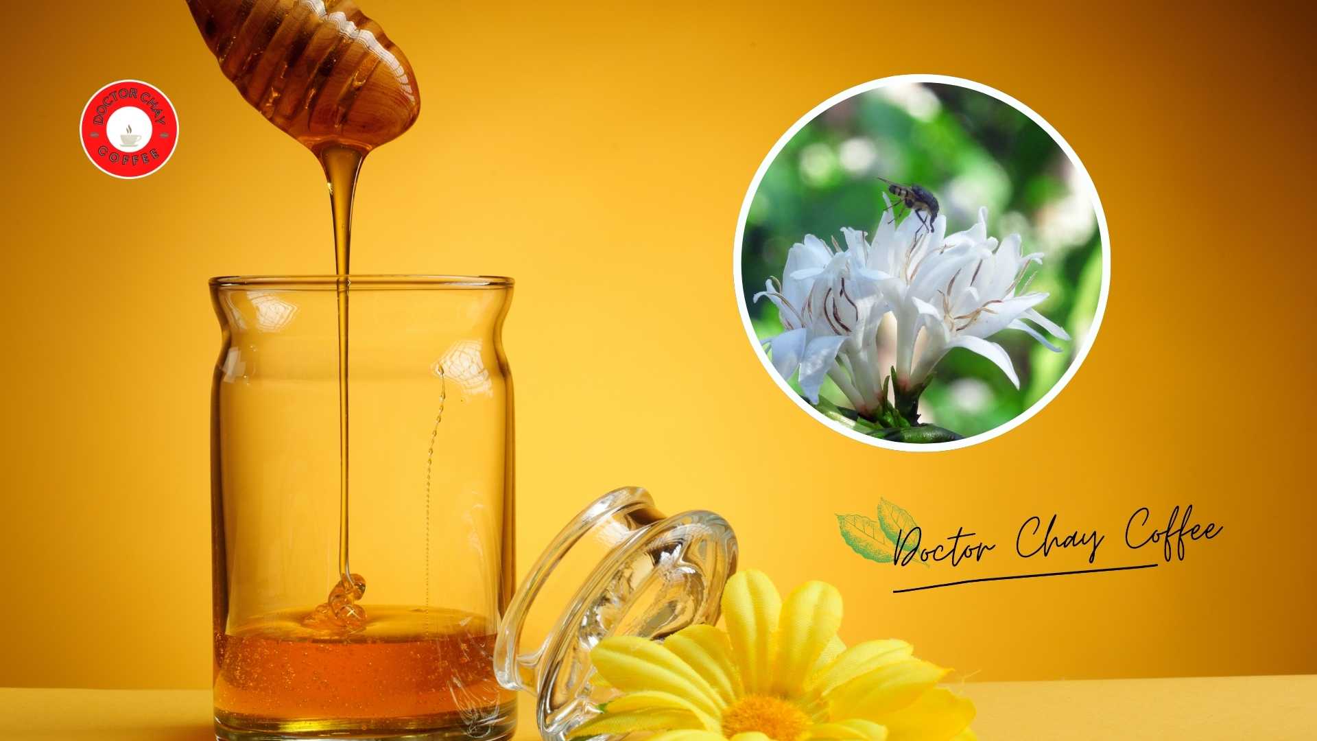 Công dụng của mật ong hoa cà phê nguyên chất