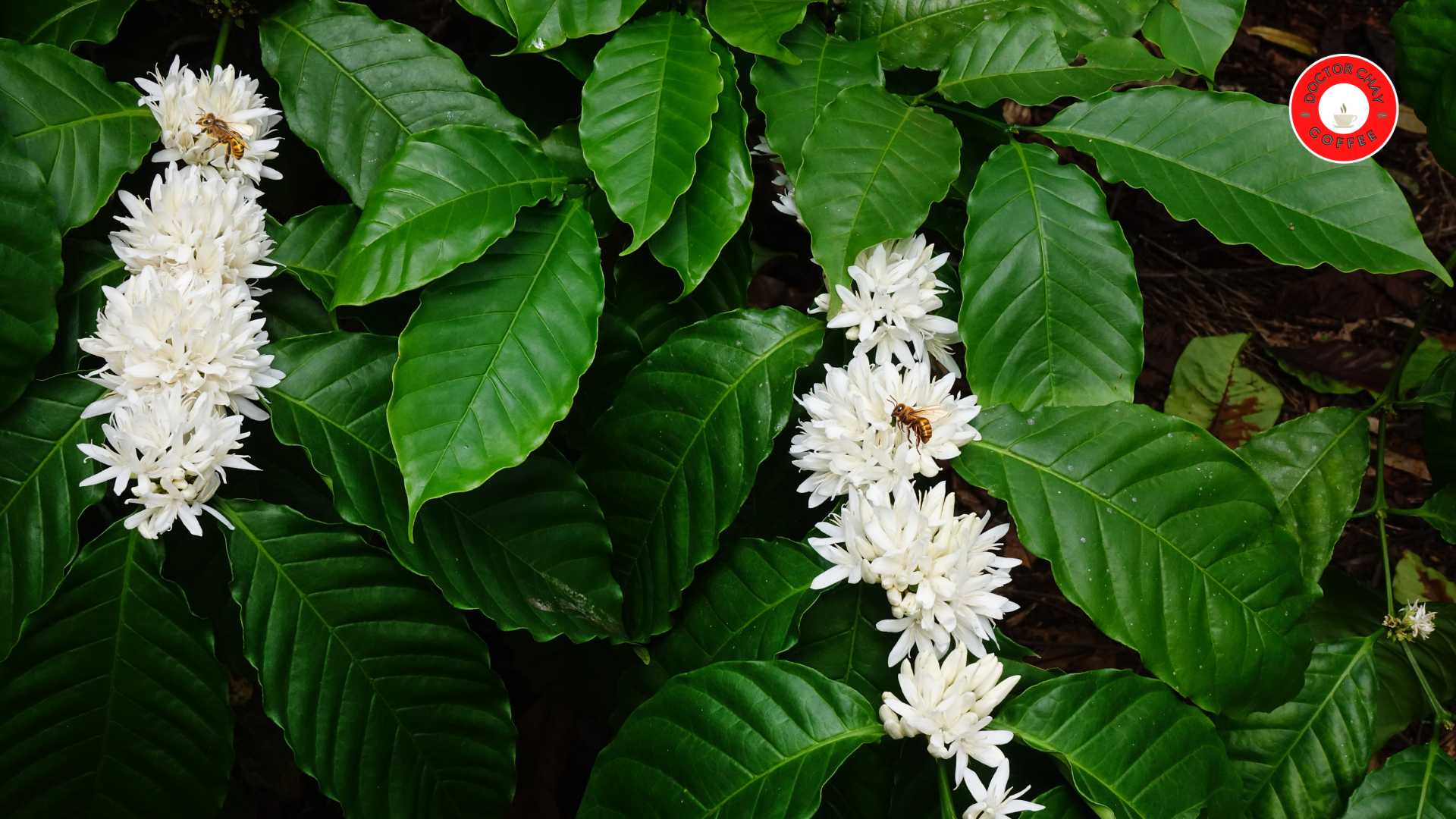 Hoa cà phê - Doctor Chay Coffee